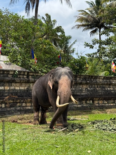 Foto Asian Tusker