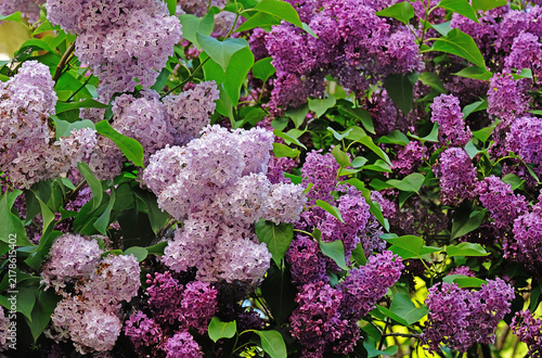Lilac bush