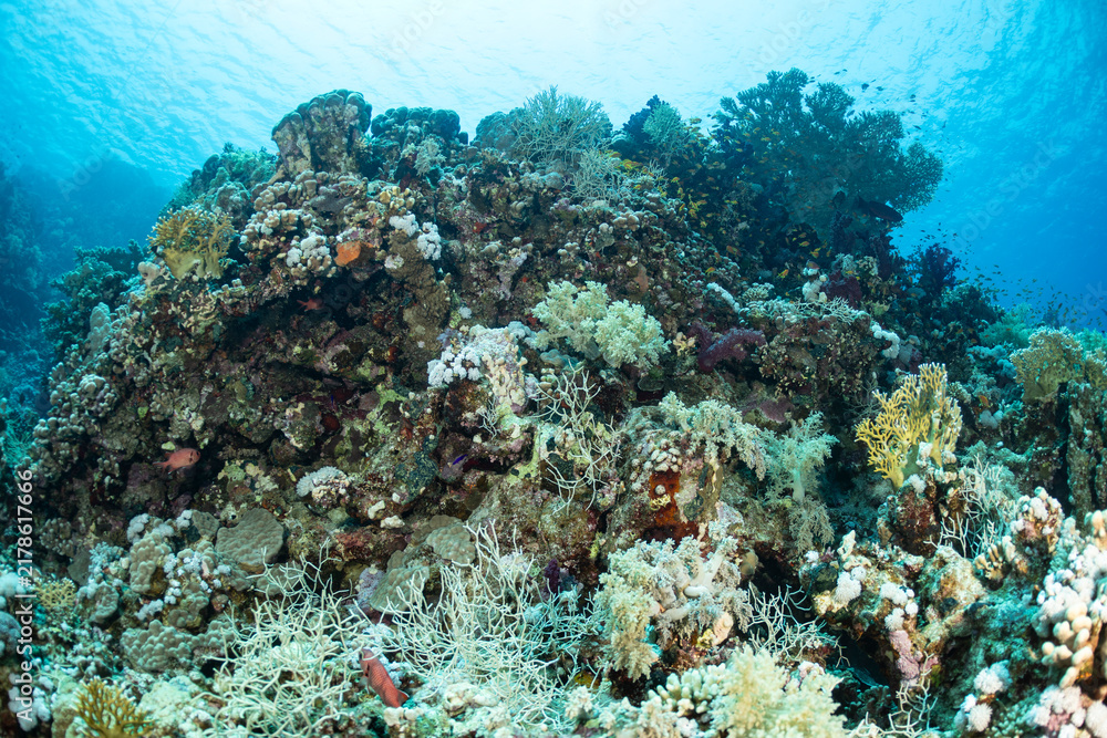 Fototapeta premium Coral reef exploration in Safaga, Red Sea, Egypt