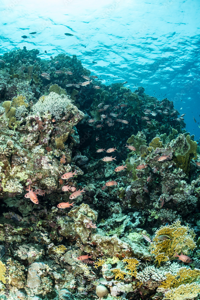 Fototapeta premium Colorful fish swimming near coral reef in Safaga Red Sea Egypt