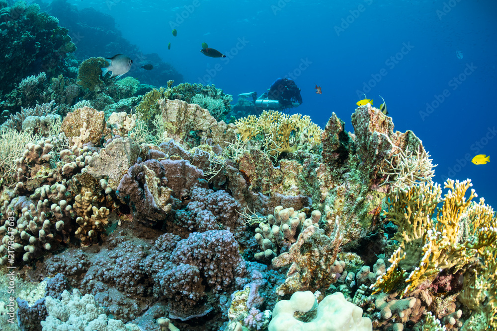 Fototapeta premium Technical diver explores coral reef in Safaga, Red Sea, Egypt