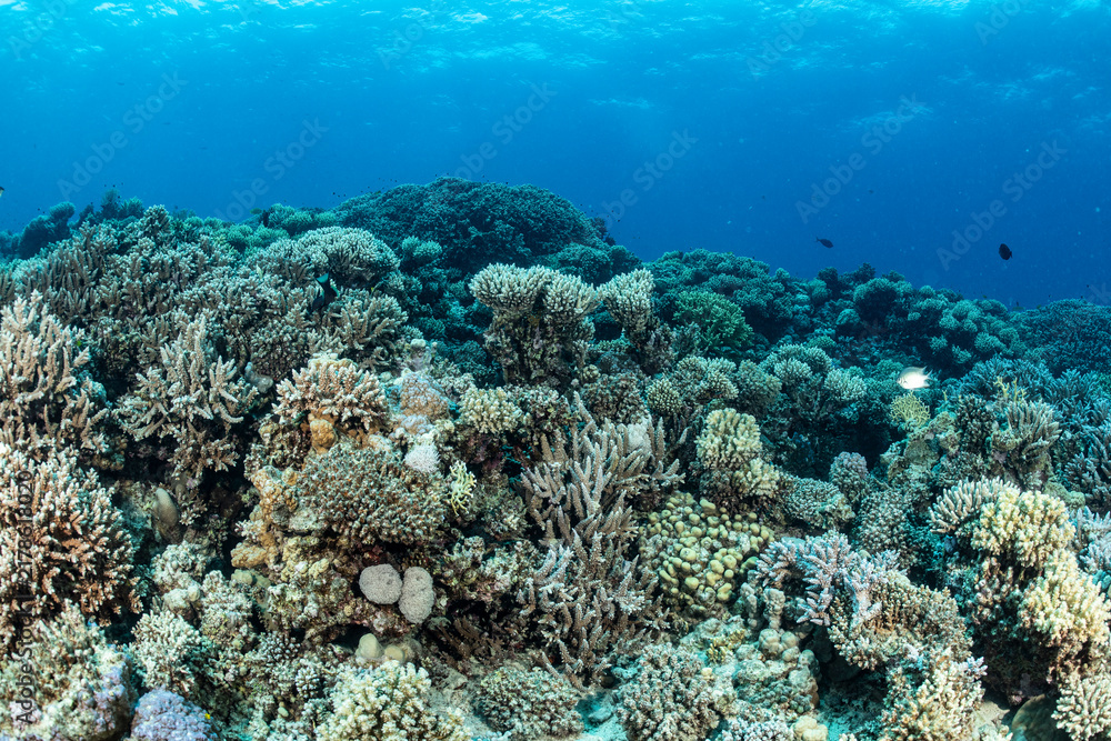 Fototapeta premium Underwater scene of a coral reef in Safaga, Red Sea, Egypt