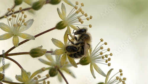 Extreme macro of tiny Seven-son flowers with a native bee collecting nectar, individual stamens clearly visible, creamy bokeh, scientifically accurate botanical photography.