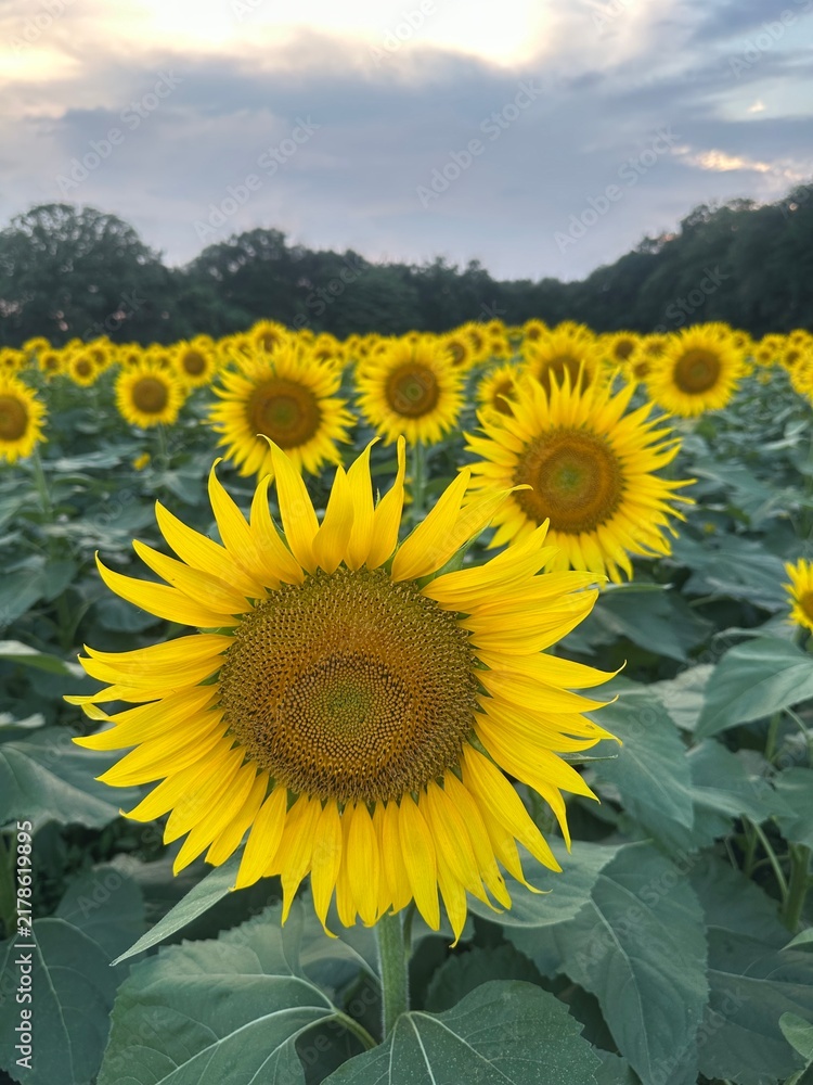 Fototapeta premium 満開の向日葵(栃木県上三川町)
