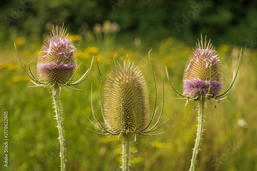 Obraz na plátně Close-up of thistles in the Leinleitertal valley in Franconian Switzerland, bathed in the warm light of the autumn sun
