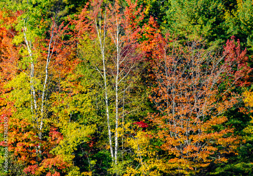 578-59 Autumn Forest