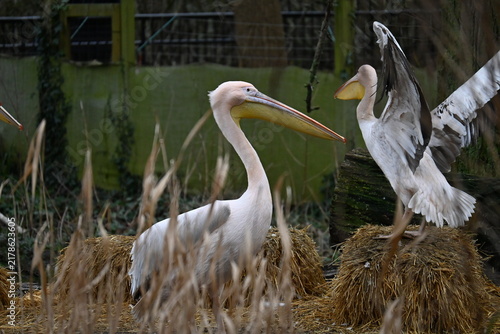 Foto A group of pelicans spending time together
