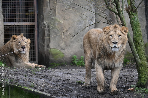 Canvas Print Two asian lions sitting together