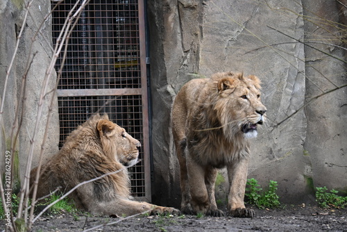 Photography Two asian lions sitting together