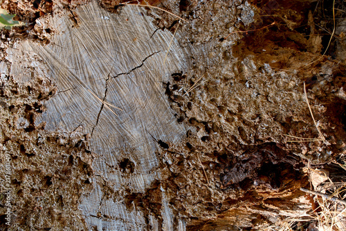 trunk of an old, long-cut tree with various stages of decay in the forest