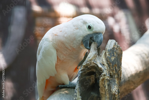 Canvas Print Salmon Crested Cockatoo Chewing on Wood Branch Close Up Portrait