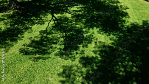 Tree shadow cast on vibrant green grass lawn in a sunny park garden background.