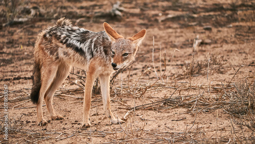 Фотография black-backed jackal, Canis mesomelas, in savannah, close 106