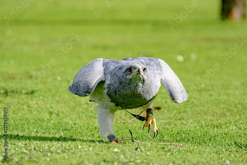 Foto Chilean blue eagle