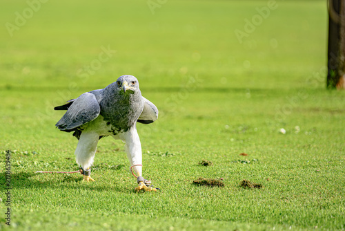 Fotografie Chilean blue eagle