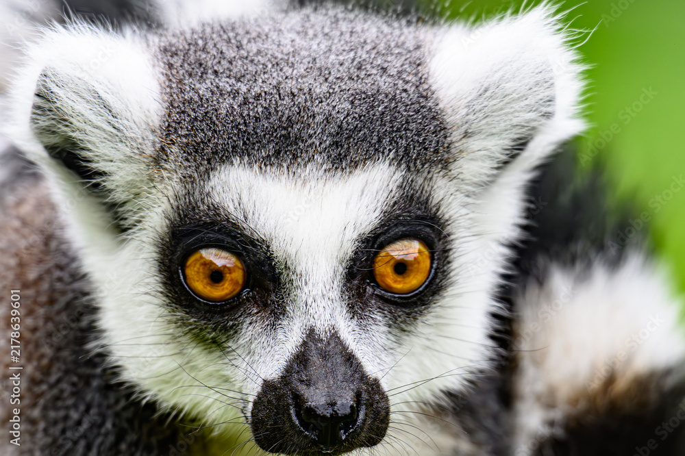 Obraz premium ring tailed lemur