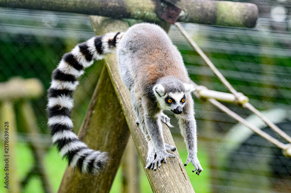 Fototapeta premium ring tailed lemur