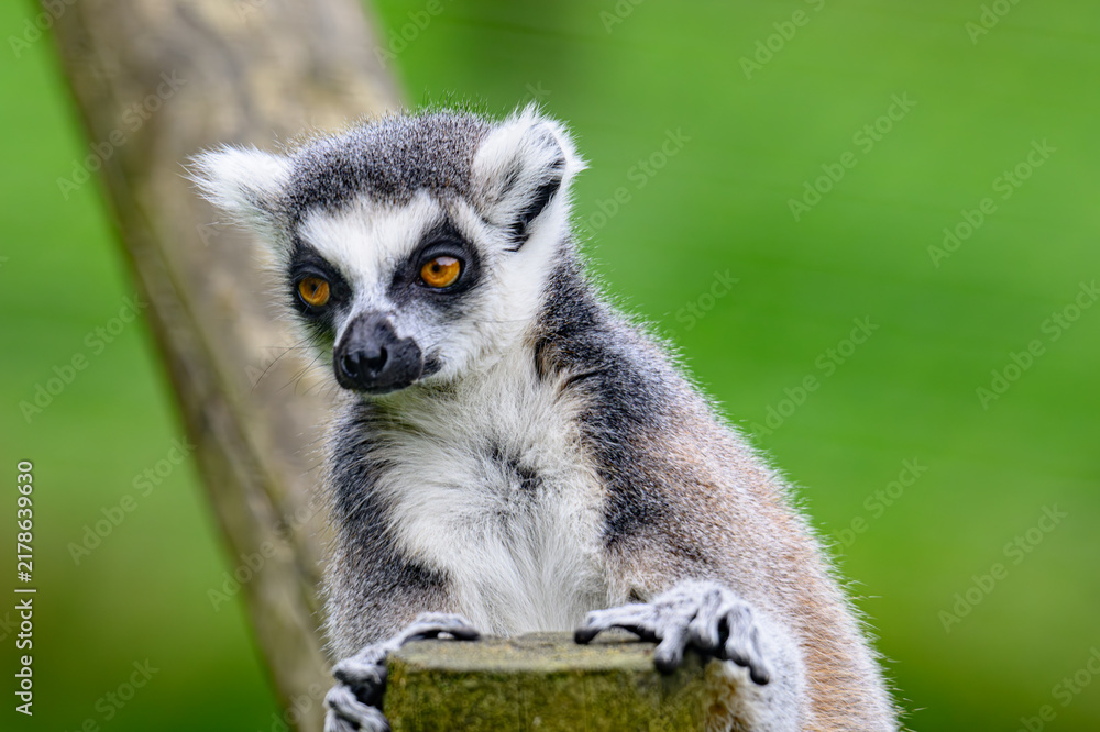 Fototapeta premium ring tailed lemur