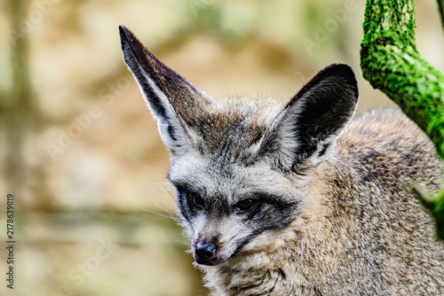 Photography Bat-eared fox