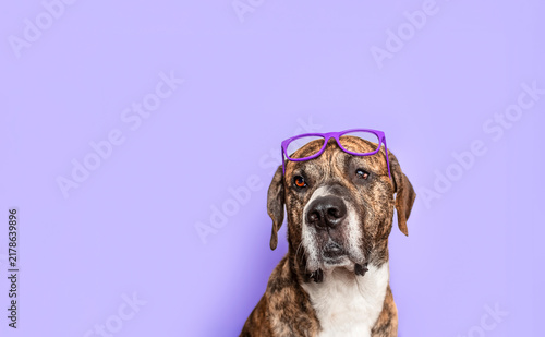 Bild auf Leinwand Brindle dog wearing purple eyeglasses positioned on the right with generous copy