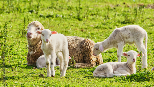 Fotografie sheep babies resting together with mother sheep 242