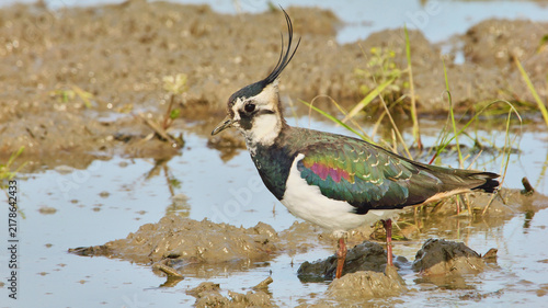 Canvas Print northern lapwing, Vanellus vanellus in shallow water, close 380