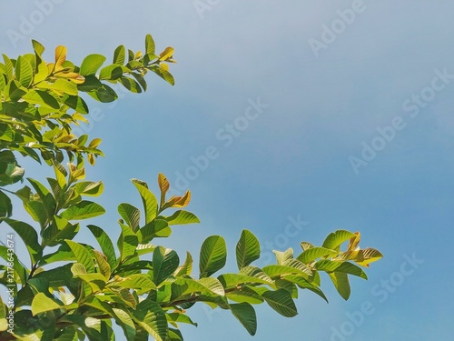 Foto Fresh green guava tree leaves against clear blue sky background with generous copy space