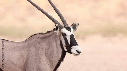 Close-up of an Oryx antelope standing in the arid Kalahari landscape of Kgalagadi Transfrontier Park, South Africa, as it slowly turns its head and looks alertly into the camera.