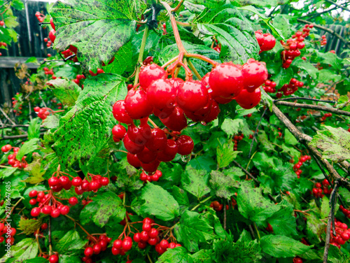Fotografía Clusters of bright red viburnum berries hang from branches surrounded by lush green leaves