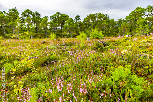 Blühendes Heidkraut in Nordland in Norwegen