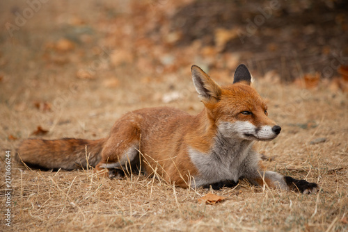 Red Fox - Vulpes Vulpes