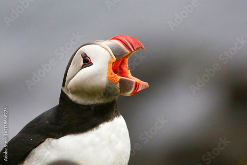 фотографія Atlantic puffin calls with its colorful beak open on the Icelandic coast during breeding season