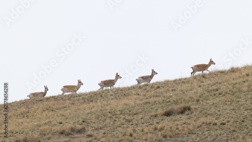 Obraz na plátně Group of Mongolian gazelle (Procapra gutturosa) walking along the hill side of m