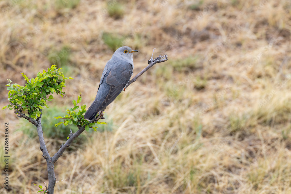 Fototapeta premium adult male oriental cuckoo or horsfield's cuckoo (cuculus optatus) perching on a branch during spring migration, found in Dornod Aimag in Mongolia