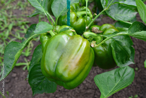 Fotografía Green Bell Pepper Growing on Plant in Garden, macro