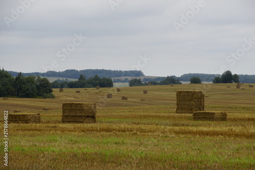 A harvested agricultural field with numerous large square bales of straw scattered across the landscape under an overcast sky. In the background, lines of trees and low forests lie in the distance, be