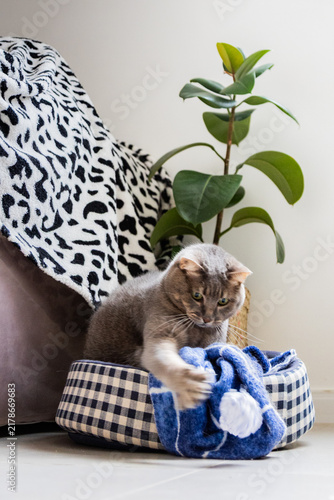 Fotografía Ação capturada: gato ágil brincando em sua cama aconchegante com um brinquedo