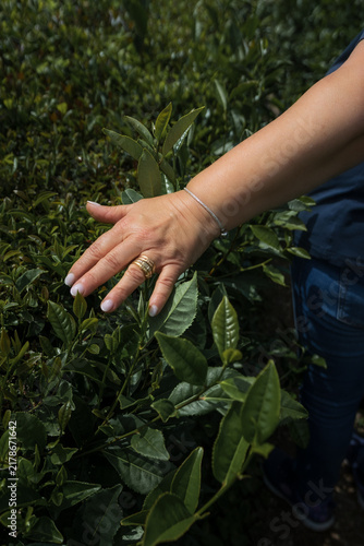 Woman's hand gently touching young, fresh tea leaves on a thriving Camellia sinensis plant, symbolizing natural growth, harvesting, and the connection to sustainable agriculture in a sunny tea field
