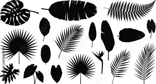 Set of black vector silhouettes of tropical leaves like monstera palm banana and fern on white background