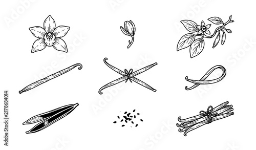 Vanilla spice flower bean and seed hand drawn outline vector icon collection