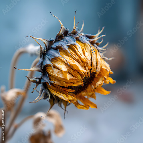 A close-up shot of a single wilted, dried sunflower with yellow and brown petals against a blurred blue background, symbolizing nature, change, and aging.