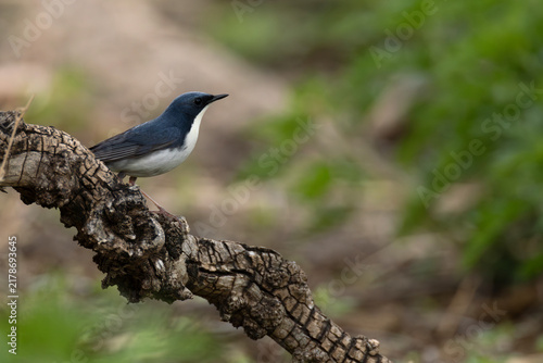 Foto adult male siberian blue robin (larvivora cyane) perching on a branch, found in