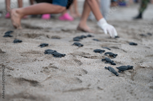 Foto Turtle hatchlings moving on sandy beach during evening release event