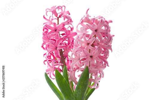 Fotografie Two Pink Hyacinth Flowers in Full Bloom