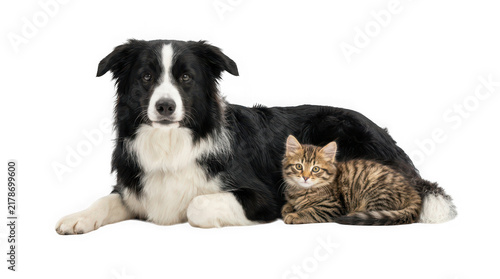 Cute black and white dog sitting next to a striped cat on a clean transparent background