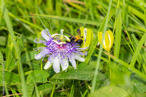 Carpenter bees pollinate passion flower vines Passiflora incarnata
