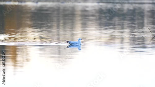 seagull is swimming on the lake