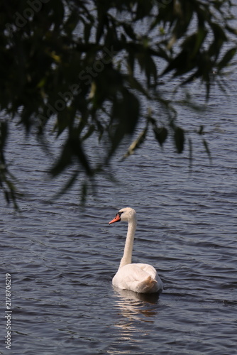 Obraz na plátne A graceful white swan swims in the dark water of a lake, shot through tree branches