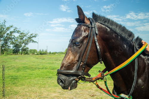 Foto Close up portrait of a beautiful dark horse in bridle on a green summer meadow