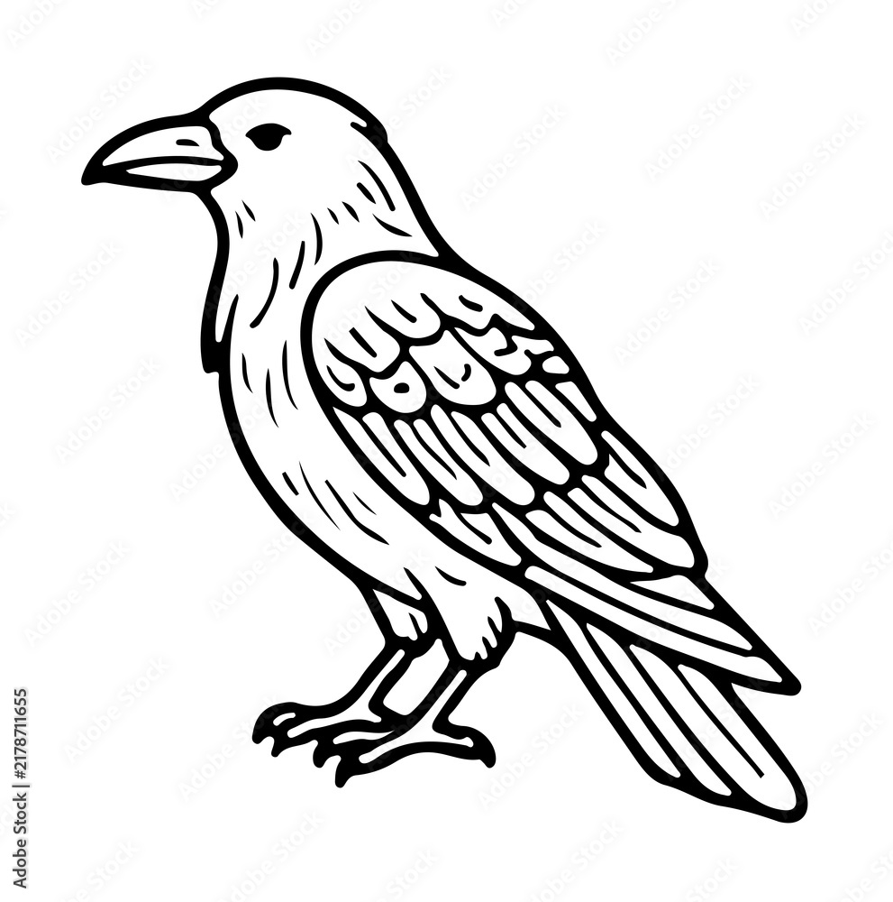Fototapeta premium Raven raven illustration vector